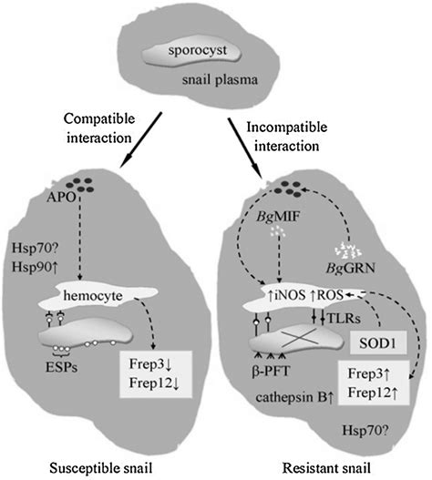 Pathways for susceptibility and resistance in B. glabrata infection ... 