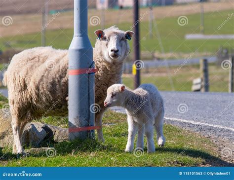 An Adult Sheep And Baby Lamb Stand Next To A Lamp Post On The Side Of