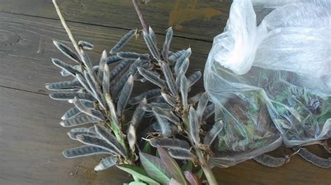 собрала семена люпина, сэкономила - YouTube