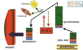 METABOLISMO DE LOS QUILOMICRONES ESQUEMA