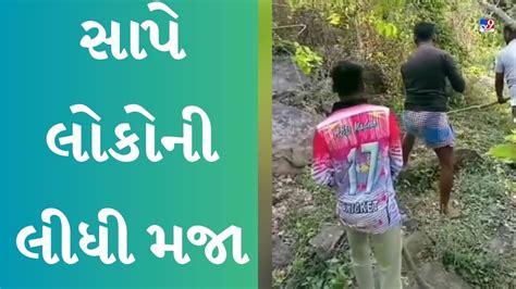 Funny Viral Video ગયા હતા અજગરને પકડવા જુઓ વાયરલ વીડિયોમાં સાપે કેવી