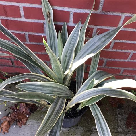 Sansevieria Siam Silver Metallica Uploaded By JaeCee