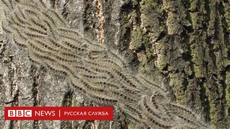 Ядовитые гусеницы пожирают парки Лондона и угрожают людям - BBC News ...