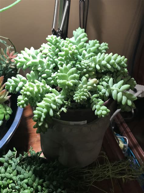 Donkey Tail Succulent Office Plants Plants Succulents