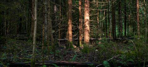 Panorama De Bosque Salvaje Con Troncos De Abetos Iluminados Por El Rayo