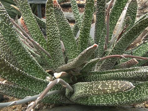 Gasteria Verrucosa Caracter Sticas Y Cultivo Plantas Flor De Planta