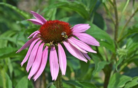 Purple Coneflower - Watching for WildflowersWatching for Wildflowers