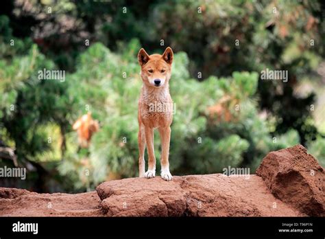 Dingo Canis Familiaris Dingo Adult Stands Alert On Rocks Phillip