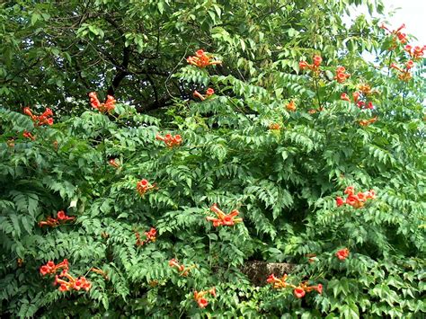 SALE 25 Seeds HUMMINGBIRD TRUMPET VINE Organic FREE shipping special ...