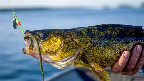 Best Walleye Lures for Fishing - Wired2Fish