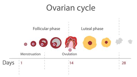 The 4 Phases Of Your Menstrual Cycle Affinity Health