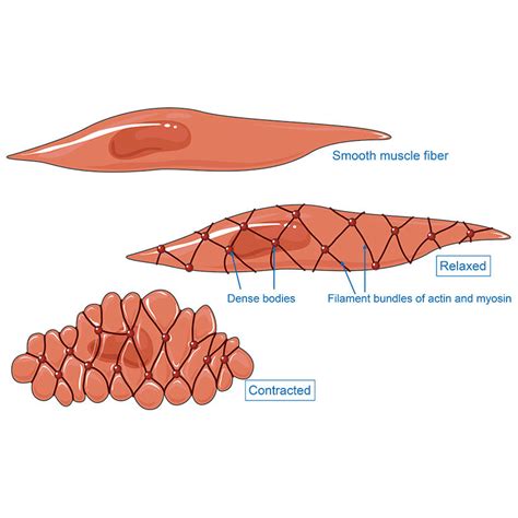 Smooth Muscle Vector