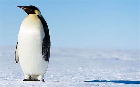 Extinct Mega Penguin Dwarfs Living Species Science Aaas