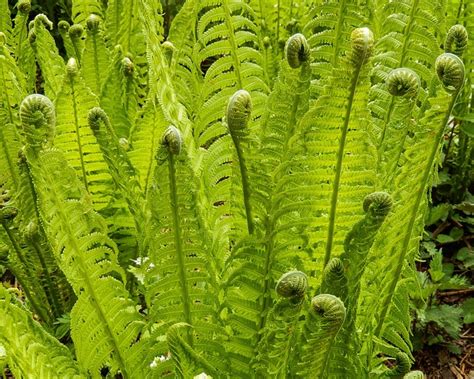 Bracken Pteridium Aquilinum Plant - Free photo on Pixabay - Pixabay