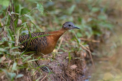 Foto Inhambu Anhang Crypturellus Variegatus Por S Rgio Cedraz Wiki