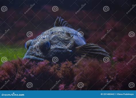 Shorthorn Sculpin Myoxocephalus Scorpius Stock Photo Image Of