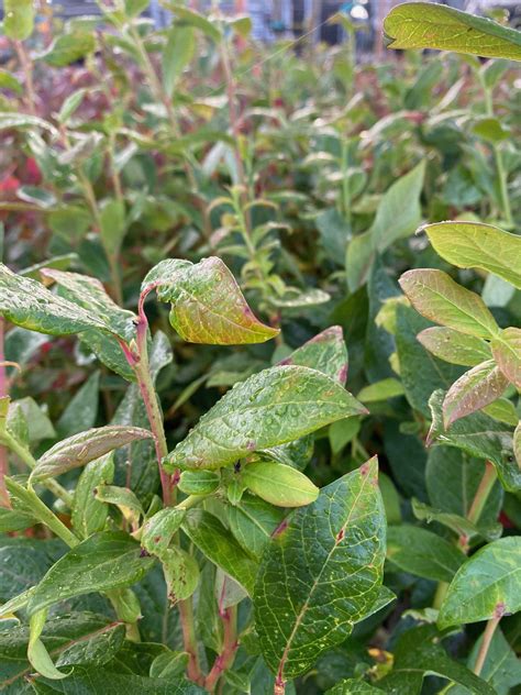 Blauwe bes struik Vaccinium corymbosum Duke struik 1,5 meter