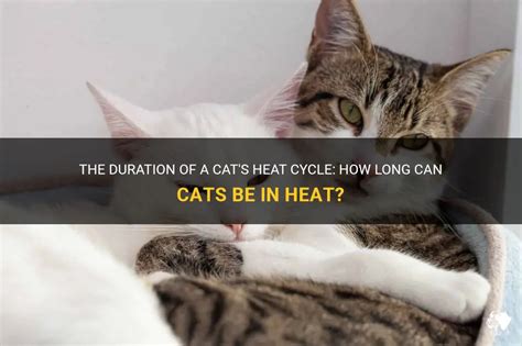 The Duration Of A Cats Heat Cycle How Long Can Cats Be In Heat Petshun