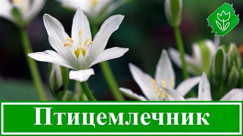 🌼 Цветок птицемлечник – посадка и уход в открытом грунте и выращивание ...