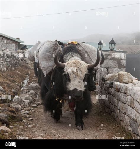 Everest Basislager Wanderungnepal 22 Oktober 2015 Großer Schwarzer