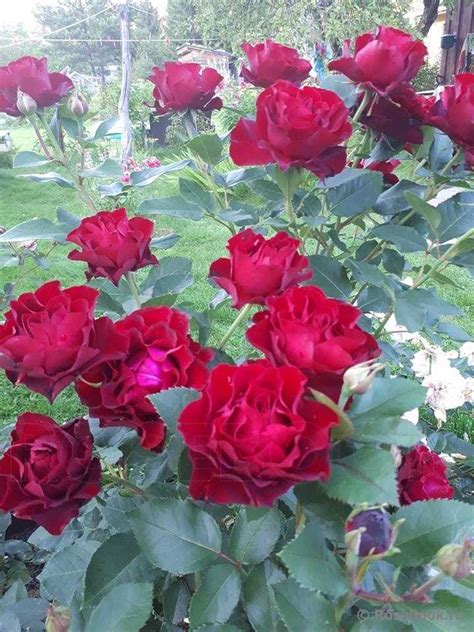 Роза Омаж Барбара: фото