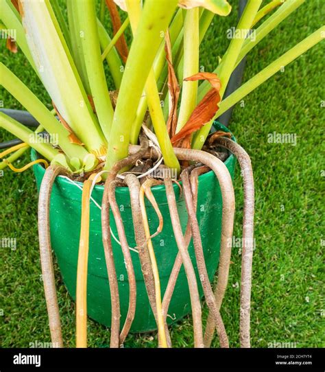 Monstera Swiss Cheese Plant Growing In Small Containerplant Pot With