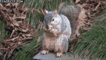 Squirrel Nuts GIFs - Get the best GIF on GIPHY