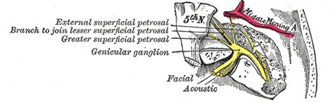 Hiatus for lesser petrosal nerve - wikidoc