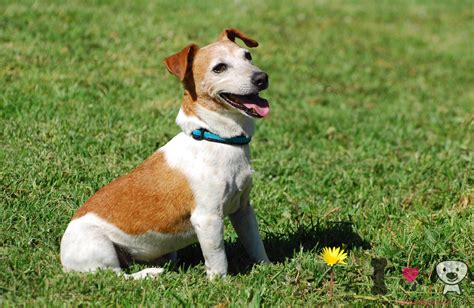 Blue Jack Russell Photos All Recommendation