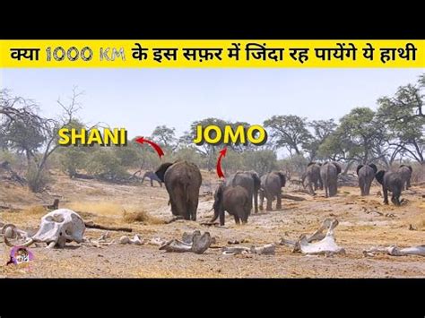 हथय क ऐस जनलव सफर कस न नह दख थ Elephant s Epic