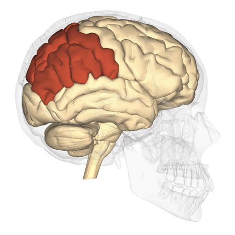 Parietal Lobe Function Science Trends