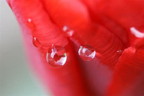 Rain Drops On Plants 7 Free Photo Download Freeimages