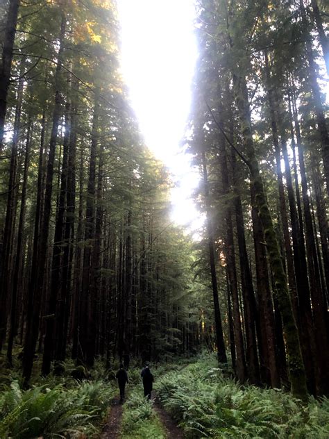 Siuslaw National Forest Dispersed Camping The Dyrt