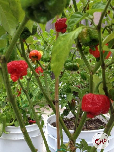 Trinidad Moruga Scorpion Scoville Seeds And Pepper Grow Guide Grow Hot Peppers