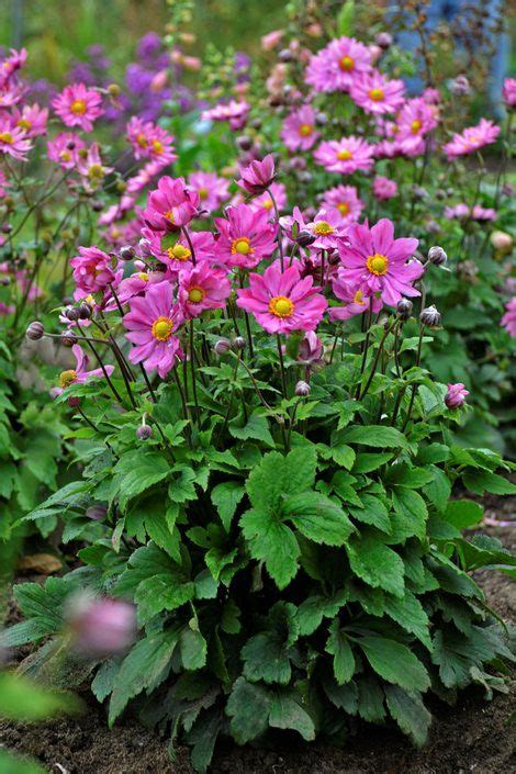 Learn How To Grow Graceful Anemone Plants Explore Varieties Such As