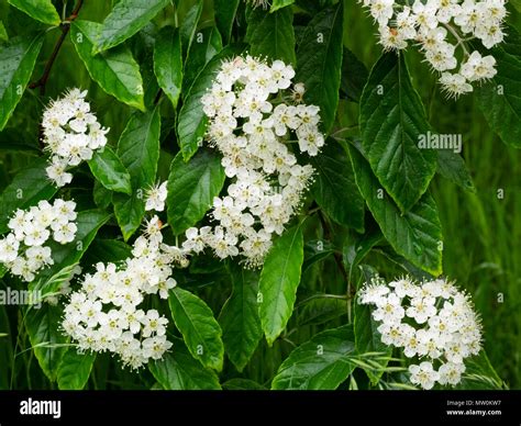 Early summer flowers of the hardy deciduous whitebeam tree, Sorbus ...