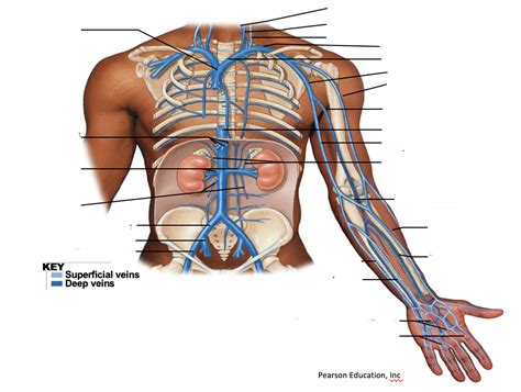 The Venous Drainage Of The Upper Limb Chest And Abdomen Diagram Quizlet