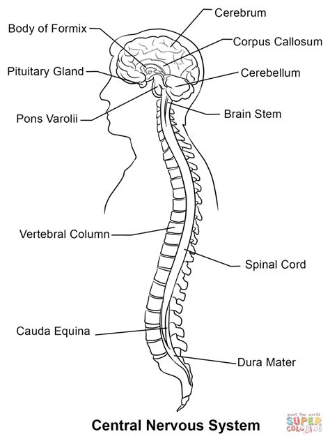 Central Nervous System Coloring Page Free Printable Coloring Pages