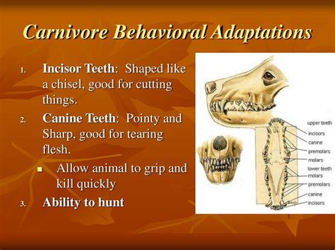 Ingestive Behavior. - ppt download