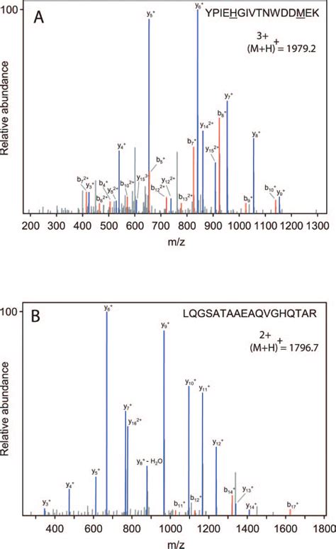 A Ms Ms Spectrum Supporting The Identification Of A Tryptic Peptide Download Scientific