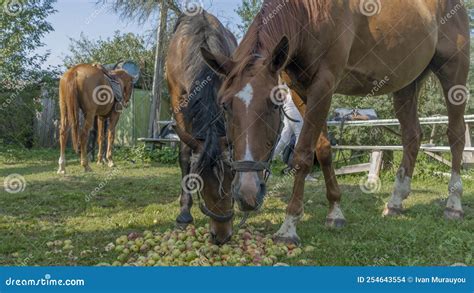 Horses Eating Apple on Pasture. Mouth of a Horse that Eats an Apple. a ...