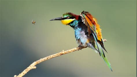 nature, Animals, Bee eaters, Birds, Bees Wallpapers HD / Desktop and ...