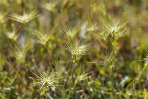 Goatgrass Stock Photos Pictures And Royalty Free Images Istock