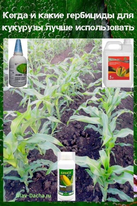 Herbizide vor und nach dem Auflaufen für Mais, Anwendung