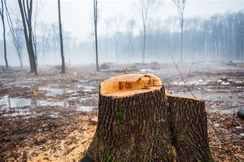 DESMATAMENTO NA AMAZÔNIA CRESCE E BATE RECORDE NOS ÚLTIMOS ANOS