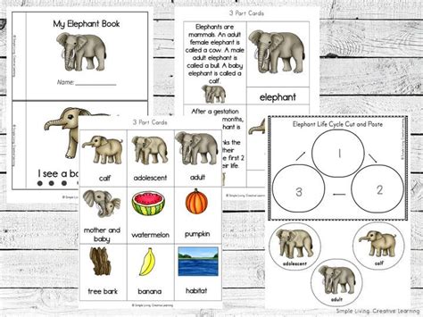 Elephant Life Cycle Printables | Elephant life, Cycle for kids, Life cycles