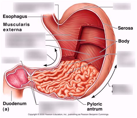 Structure Of The Stomach Diagram Quizlet