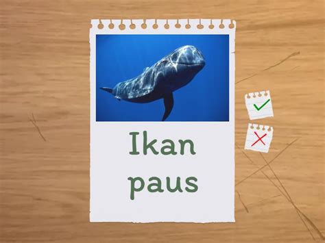 Mari Mengenal Haiwan Air Flash Cards