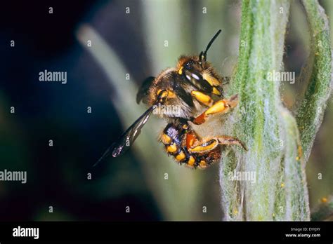 Carder bee nest hi-res stock photography and images - Alamy