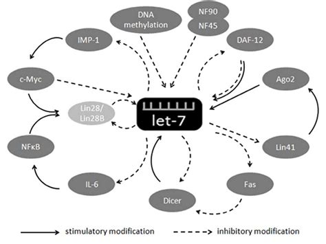 Regulation Of Let 7 And Its Target Oncogenes Review